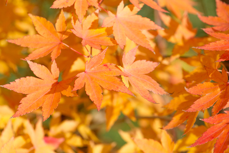 Red maple leaf. Autumn leaf abstract background. Canada park autumnal park landscape with brown orange tree leavesの写真素材