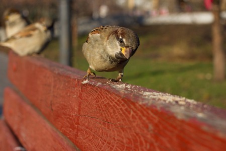 House sparrow perched on red wood board. Flying bird. Spring in the parkの写真素材