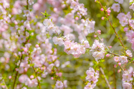 abstract cherry blossom. Soft focus, spring Backgroundの写真素材