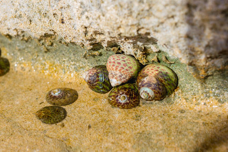 Limpets Patellidae growing on rocks in the surf zone, Atlantic ocean, Spainの写真素材