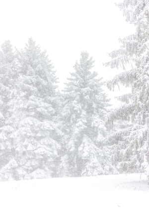Winter landscape in the forest. Retro stile. Frozen scenic backgroundの写真素材