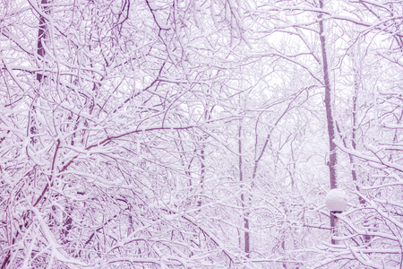 Scenic photo of tree forest with snow after snowfall. Pink tonedの写真素材