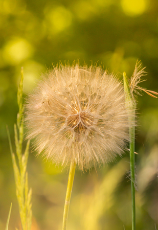Dandelion flowers with seeds at sun sunlight in the morningの写真素材