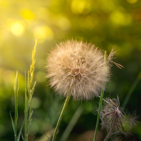 Dandelion flowers with seeds at sun sunlight in the morningの写真素材