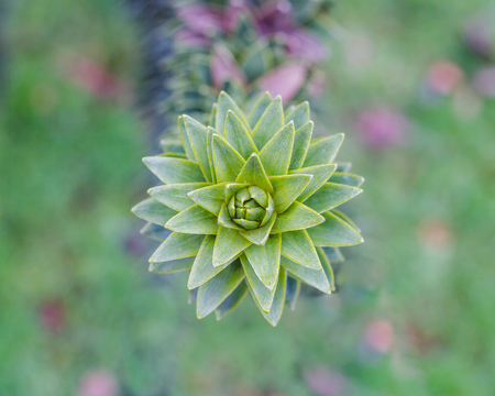 Macro araucaria branch closeup. Green coniferous plant. Monkey puzzle tree. Chilean pineの写真素材