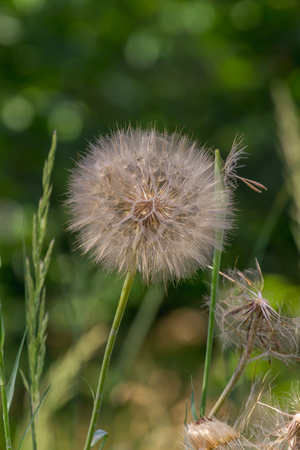 Dandelion flowers with seeds at sun sunlight in the morningの写真素材