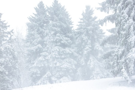 Winter landscape in the forest. Frozen scenic background. Fir tree in bizzard