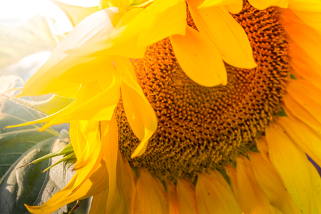 Sunflower natural background, Sunflower blooming, Sunflower oil Ukraine symbol.の写真素材
