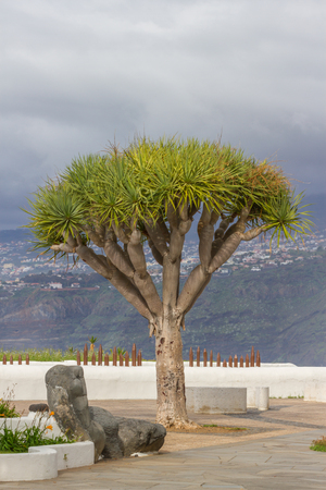 Dragon tree on the Canary islands, Spain. Dracaena dracoの写真素材