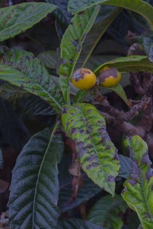 Inedible loquat tree sick of fruit rot. Rottenness plant desease. Eriobotrya japonica treeの写真素材