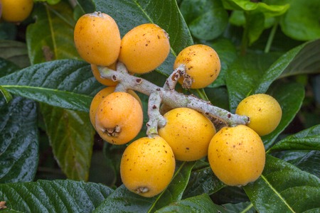 Loquat fruits Eriobotrya japonica on tree. Ripe yellow fruitsの写真素材