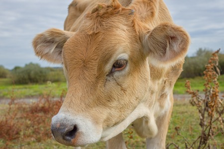 Calf face , selective focus. Young cow portraitの写真素材