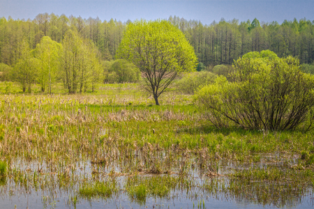 Summer landscape with marsh in the meadow near forest and blue sky. Willow river forestの写真素材