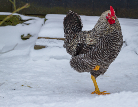 Main rooster boss portrait. Cock in winter, snowの写真素材