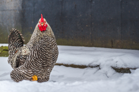 Colorful bossy rooster in snow, wintertime. Color cockの写真素材