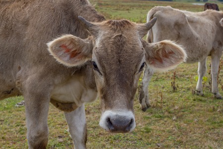 Brown cow portrait. Young cattle on the field near farmの写真素材