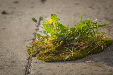 Strong seedling growing in the concrete crackの写真素材