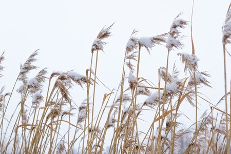Dry coastal reed cowered with snow, vertical nature . Winter in the meadowの写真素材