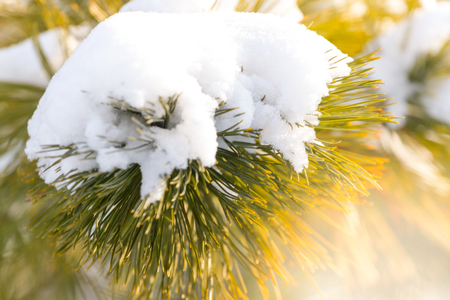 Branch of the Christmas fir-tree with the snow in the winter wood. Sun lightの写真素材