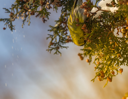 Eurasian siskin Spinus spinus eating nuts on thuja branch tree, Ukraineの写真素材