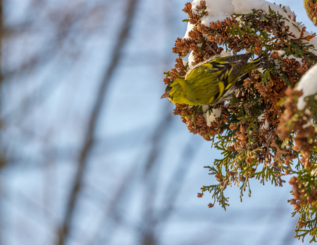 Eurasian siskin Spinus spinus eating nuts on thuja branch tree, Ukraineの写真素材