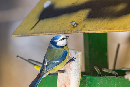 Eurasian blue tit on branch at bird feeding in wintertime eating fatの写真素材
