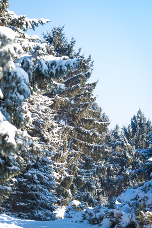 Bough of pine tree with snow. Bokeh, bright light day in winterの写真素材