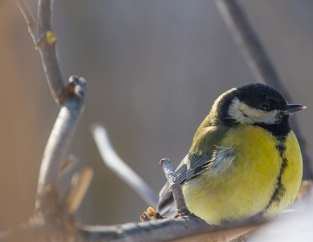 The great tit sitting on tree branch. Passerine birdの写真素材