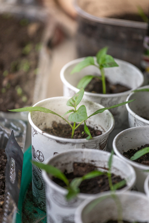 Spring seedlings. Young shoots. Saplings in plastic cups. Small pepper plantsの写真素材