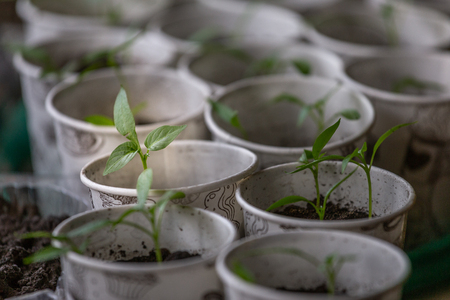 Spring seedlings. Young shoots. Saplings in plastic cups. Small pepper plantsの写真素材