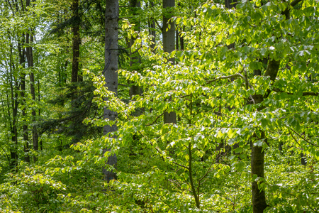 Summer green forest with birch trees. Deciduous forest in Ukraineの写真素材