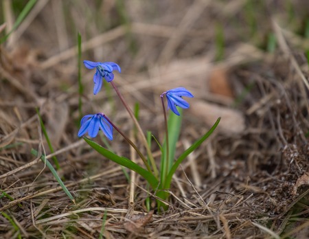 Squill, Scilla bifolia violet spring flowers. Alpine squill , two-leaf squillの写真素材
