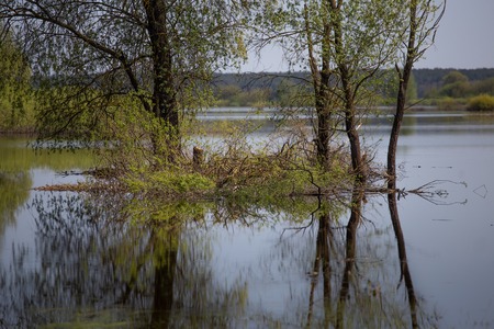 Atmospheric reflection of willow tree in over flooded rever in spring. Europe.の写真素材