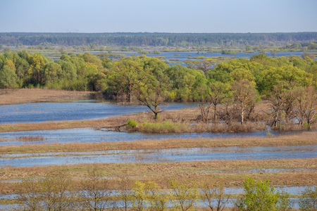 Valley and meanders of Desna river. Overflooded flood plain willow forest in spring, Ukraine.の写真素材