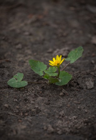 Ficaria verna, Ranunculus ficaria commonly known as lesser celandine or pilewort. Small sprout of yellow flower on cracked groundの写真素材