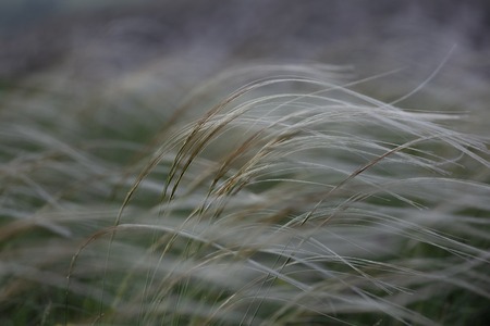 Stipa capillata as known as feather, needle, spear grass in steppe. Listed in red book of Ukraine. Macro photo.の写真素材