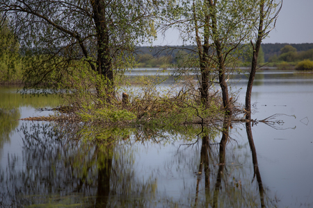 Over flooded with reed in river in spring. Europeの写真素材
