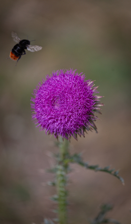 Thistle, pink wild flower of Carduus acanthoides, Spiny plumeless thistle with beeの写真素材