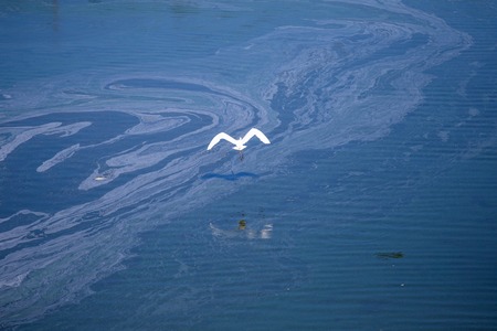 White bird flight on blue background. Freedom concept. Great egret, common egret, large egret , great white egret, great white heronの写真素材