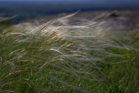 Feather grass chalk field in natural reserve in Ukraine. Needle-grass. Stipa sp.の写真素材