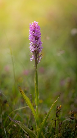 Southern rare Marsh Orchid - Dactylorhiza incarnata meadow in summer time. Grassland, spotted orchidの写真素材