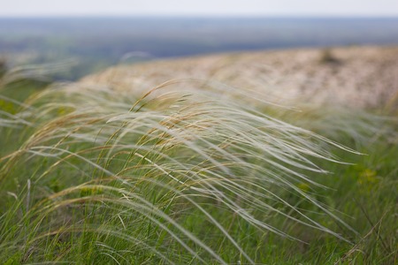feather grass is listed in the red book. field with feather grassの写真素材