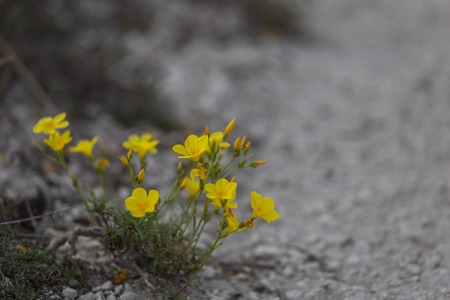 Flax Linum ucranicum yellow color flowers, common flax, linseedの写真素材