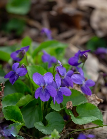 Spring nature common violet background. Viola Odorata flowers in the spring forest and water close up. Selective focus. Mayflower.の写真素材