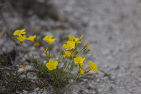 Flax Linum ucranicum yellow color flowers, common flax, linseedの写真素材