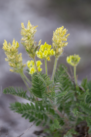 White Locoweed Oxytropis pilosa on chalk groun in Ukraine steppe Donetsk regionの写真素材