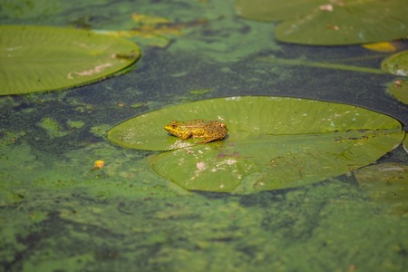 European common Pelophylax ridibundus, marsh frog sitting on green leafの写真素材