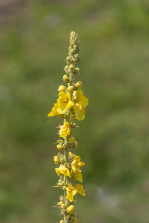 Verbascum densiflorum, known as the denseflower mullein or dense-flowered mullein on blurred backgroundの写真素材