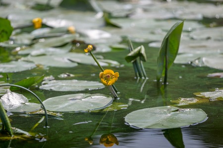 yellow water Lily Nymphaeaceae in green water with good reflectionsの写真素材