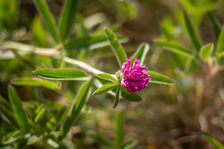 Zigzag clover in bloom with strong color. Trifolium medium in steppe, Ukraineの写真素材